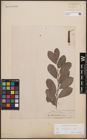 Foto von Salix cinerea L.